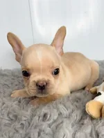 Simon, a male French Bulldog for sale in Orange City, IA – Photo 3 of 5