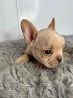 Simon, a male French Bulldog for sale in Orange City, IA – Photo 2 of 5