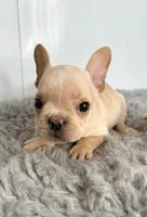 Simon, a male French Bulldog for sale in Orange City, IA – Photo 5 of 5