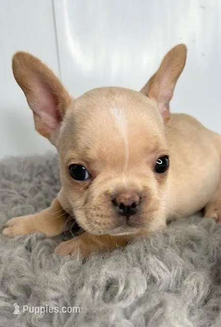 Simon – French Bulldog puppy for sale in Orange City, IA