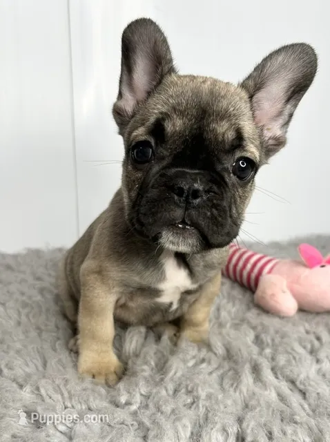 Gamora – French Bulldog puppy for sale in Orange City, IA