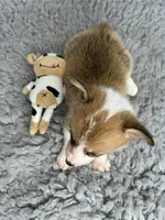 Marsha, a female Pembroke Welsh Corgi for sale in Orange City, IA – 4 of 4