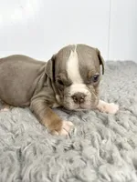 Layla, a female English Bulldog for sale in Orange City, IA – 2 of 5