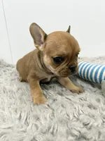 Willie, a male French Bulldog for sale in Orange City, IA – 4 of 5