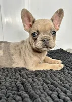 Kiki, a female French Bulldog for sale in Orange City, IA – 2 of 5