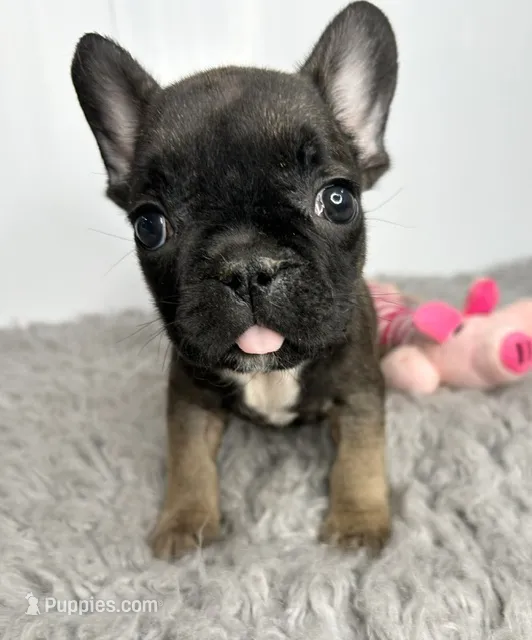 Nebula – French Bulldog puppy for sale in Orange City, IA