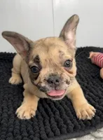 Wendi, a female French Bulldog for sale in Orange City, IA – 4 of 5