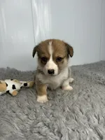 Cindy, a female Pembroke Welsh Corgi for sale in Orange City, IA – 2 of 5