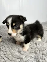 Peter, a female Pembroke Welsh Corgi for sale in Orange City, IA – 4 of 5