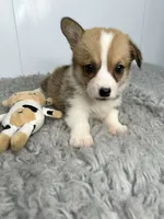 Janice, a female Pembroke Welsh Corgi for sale in Orange City, IA – 4 of 4