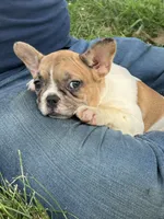 SALE! Lilo, a female French Bulldog for sale in Orange City, IA – 5 of 9