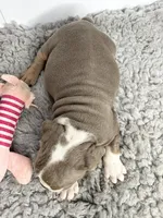 Janey, a female English Bulldog for sale in Orange City, IA – 2 of 5