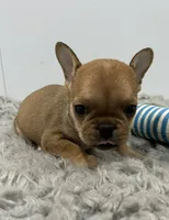 Frankie, a male French Bulldog for sale in Orange City, IA – 3 of 4