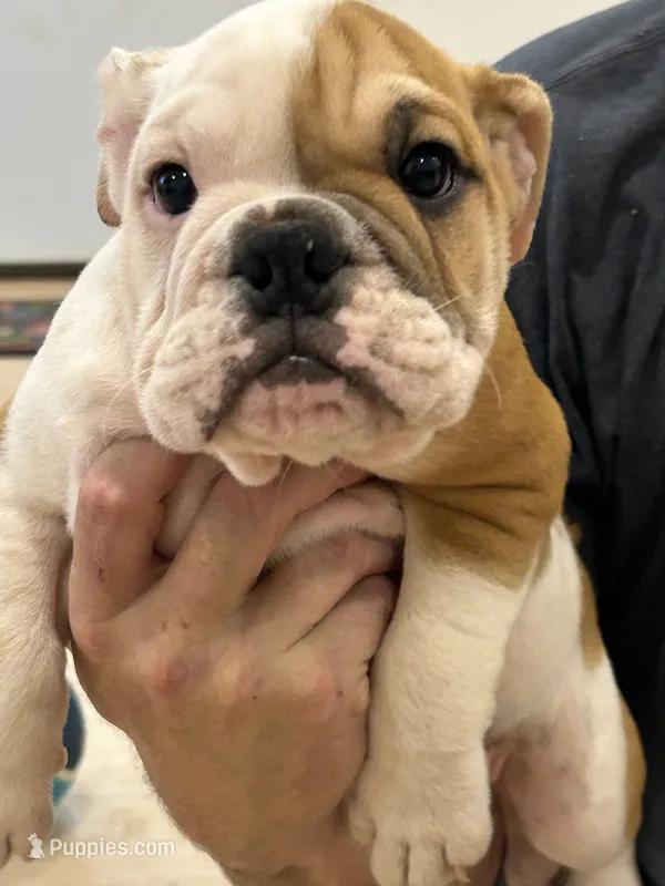 Benny – English Bulldog puppy for sale in Orange City, IA