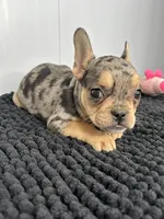 SALE! Nani, a female French Bulldog for sale in Orange City, IA – 2 of 5