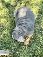 Sonny, a male English Bulldog for sale in Orange City, IA – 4 of 4