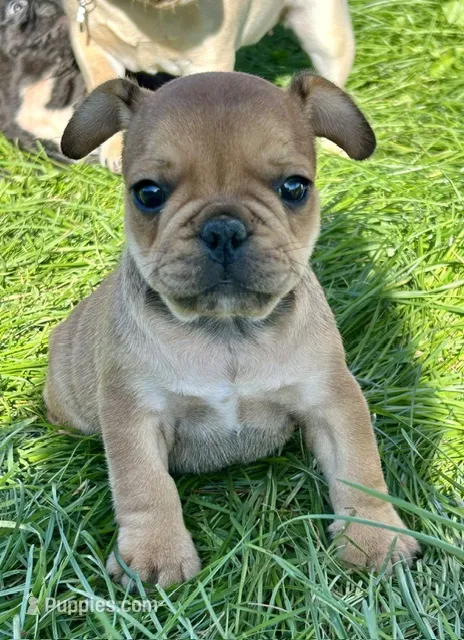 Frankie – French Bulldog puppy for sale in Orange City, IA
