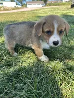 Marco, a male Pembroke Welsh Corgi for sale in Orange City, IA – 4 of 4