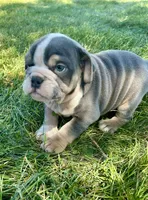 Mimi, a female English Bulldog for sale in Orange City, IA – 5 of 5