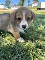 Marco, a male Pembroke Welsh Corgi for sale in Orange City, IA – 2 of 4