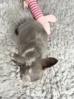 Linnie, a female French Bulldog for sale in Orange City, IA – 3 of 5