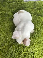 Jack, a male French Bulldog for sale in Orange City, IA – 2 of 5