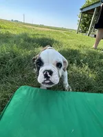 Patricia, a female English Bulldog for sale in Orange City, IA – 3 of 6