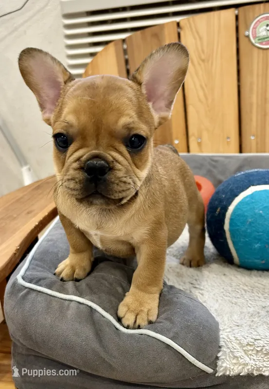 Frankie – French Bulldog puppy for sale in Orange City, IA