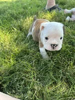 Hanna, a female English Bulldog for sale in Orange City, IA – 4 of 5