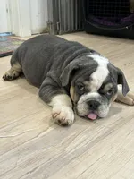 Juliet, a female English Bulldog for sale in Orange City, IA – 1 of 3