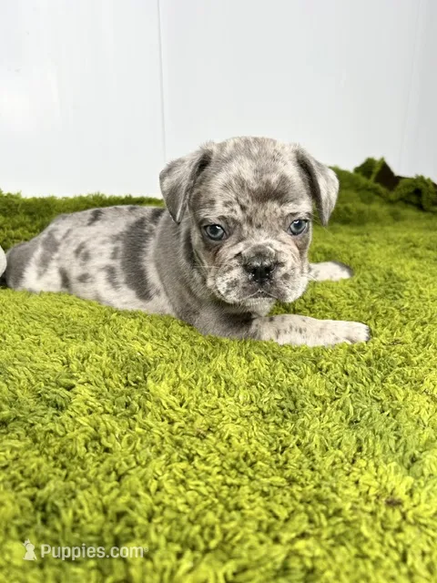 Clay – French Bulldog puppy for sale in Orange City, IA