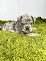 Clay, a male French Bulldog for sale in Orange City, IA – 1 of 5