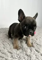 Nebula, a female French Bulldog for sale in Orange City, IA – 4 of 4