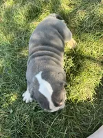 Mimi, a female English Bulldog for sale in Orange City, IA – 3 of 5