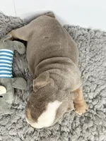Thor, a male English Bulldog for sale in Orange City, IA – 3 of 5