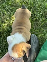 Chloe, a female English Bulldog for sale in Orange City, IA – 3 of 3