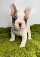 Cosmo, a male French Bulldog for sale in Orange City, IA – 5 of 5