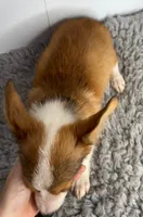 Rocco, a male Pembroke Welsh Corgi for sale in Orange City, IA – 3 of 4