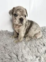 SALE! Lucy, a female French Bulldog for sale in Orange City, IA – 5 of 5
