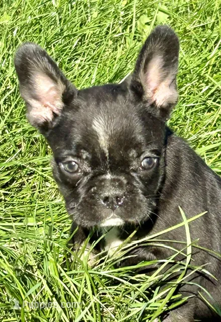 Minnie – French Bulldog puppy for sale in Orange City, IA