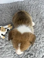 Cindy, a female Pembroke Welsh Corgi for sale in Orange City, IA – 3 of 5