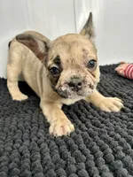 Wendi, a female French Bulldog for sale in Orange City, IA – 5 of 5
