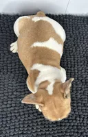 SALE! Lilo, a female French Bulldog for sale in Orange City, IA – 2 of 5
