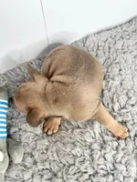 John, a male French Bulldog for sale in Orange City, IA – Photo 3 of 4