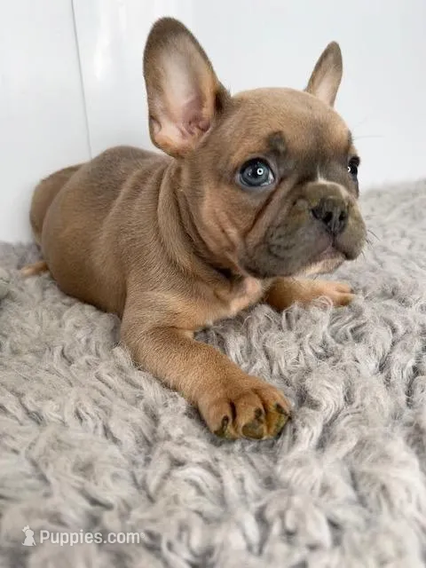 John – French Bulldog puppy for sale in Orange City, IA