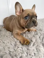 John, a male French Bulldog for sale in Orange City, IA – Photo 1 of 4