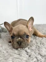 John, a male French Bulldog for sale in Orange City, IA – Photo 2 of 4