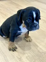 Layla, a female English Bulldog for sale in Orange City, IA – 2 of 4