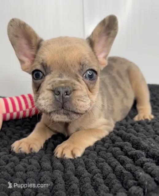 Kiki – French Bulldog puppy for sale in Orange City, IA