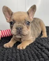 Kiki, a female French Bulldog for sale in Orange City, IA – 1 of 5